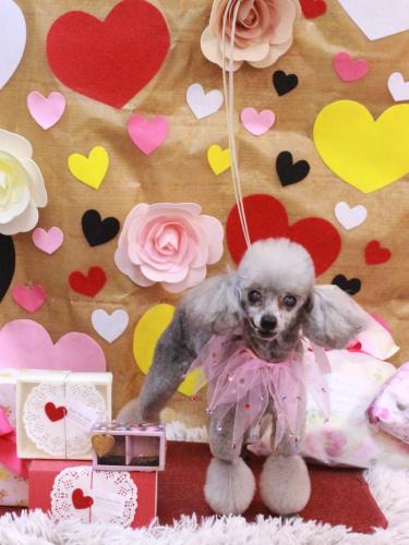 20230210サージュちゃん